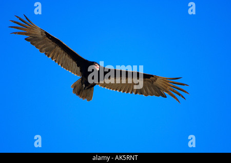 Avvoltoio della Turchia Foto Stock