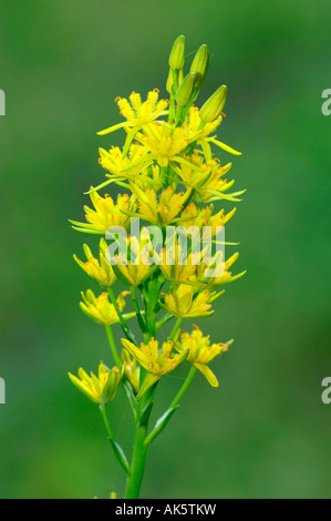 Bog Asphodel Foto Stock