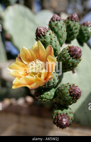 Una chiusura di fiori su un fico d'india cactus Foto Stock