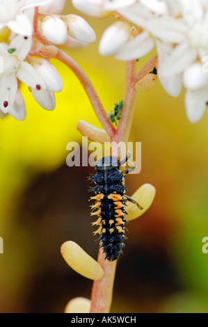 Asian Lady Beetle Foto Stock