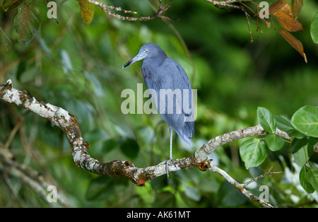 Piccolo airone blu, Egretta caerulea, nella foresta pluviale accanto a Rio Chagres nel parco nazionale di Soberania, Repubblica di Panama. Foto Stock