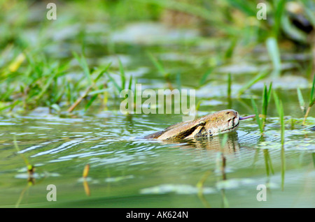 Pitone indiano Foto Stock