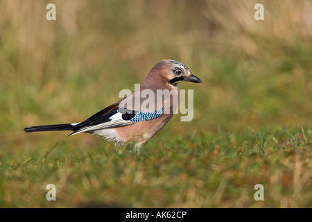 Ghiandaia Garrulus glandarius permanente sulla erba cercando alert Potton Bedfordshire Foto Stock