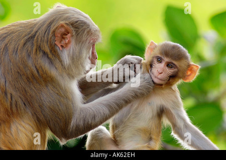 Scimmia rhesus Foto Stock