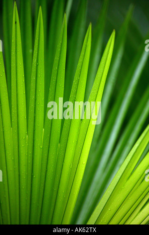 Foglia di palma nella foresta pluviale del Parco Metropolitano, Repubblica di Panama. Foto Stock