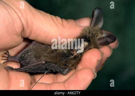 Myotis bechsteini Foto Stock