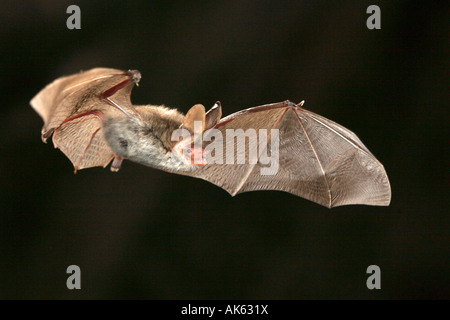 Myotis bechsteini Foto Stock