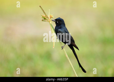 Drongo nero Foto Stock