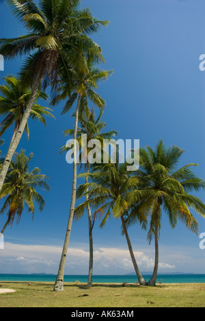 Palme di cocco per raggiungere il cielo Foto Stock