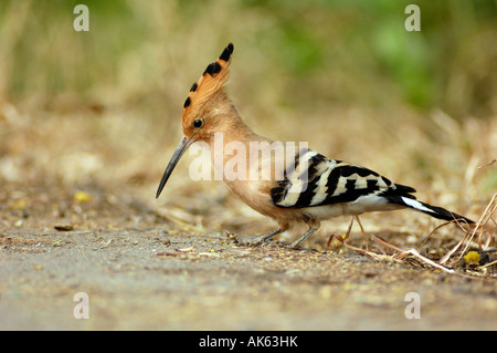 Upupa Foto Stock