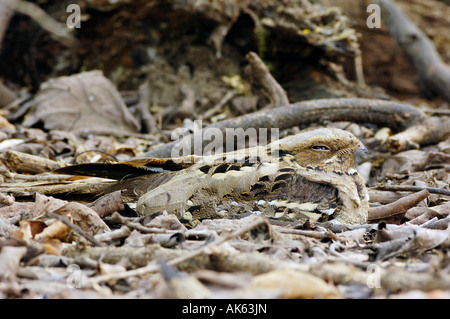 Grande-tailed Nightjar Foto Stock