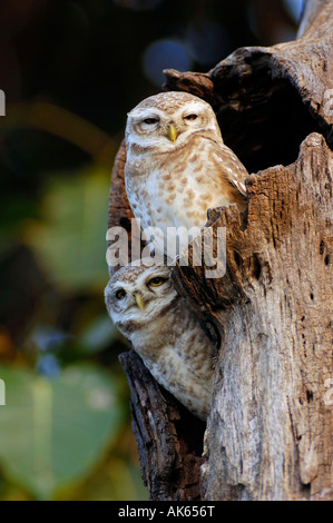 Spotted Owlet Foto Stock