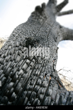 Un albero bruciato e carbonizzati in un incendio di boschi Foto Stock