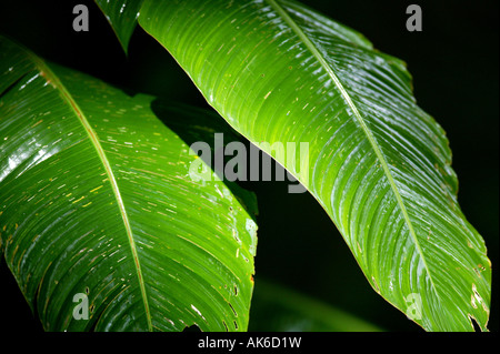 Le grandi foglie di una pianta di Heliconia nella foresta pluviale del Parco Metropolitano, Repubblica di Panama. Foto Stock