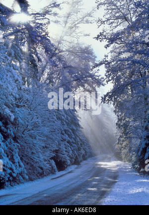 Raggi di sole risplendere attraverso gli alberi su un inverno nevoso road Sierra Nevada California Foto Stock