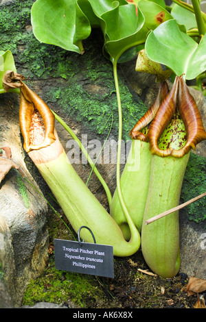 Tropical pianta brocca nepenthes truncata dalle Filippine Foto Stock