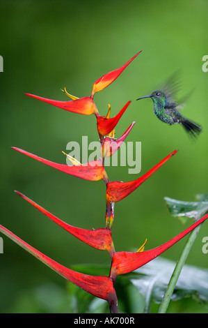 Plumeleteer con sfiato bianco, Chalybura buffonii micans, nutrirsi di un fiore rosso di Heliconia nel parco metropolitano, Repubblica di Panama. Foto Stock