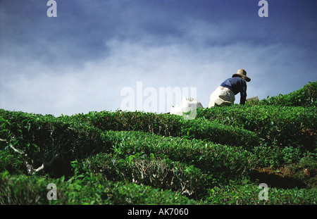 Raccoglitrice di tè lavorando sulle piantagioni di tè in Cameron Highlands, Malaysia Foto Stock