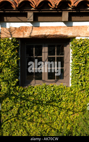 Di stile Spagnolo a parete esterna coperta nel verde Foto Stock