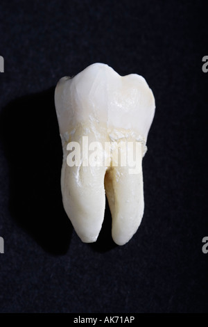 Singolo dente di saggezza su sfondo nero Foto Stock