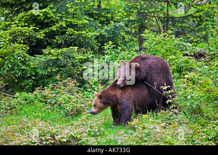 Unione orso bruno Foto Stock