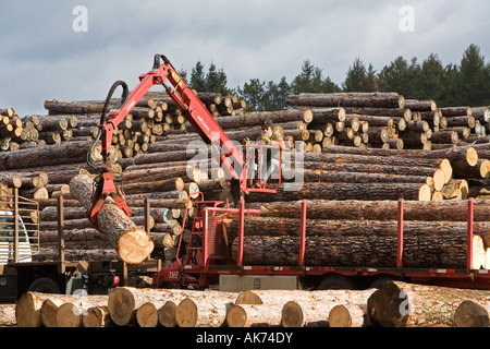 Arbor Vitae Wisconsin log vengono scaricati da un camion all'Pukall legname Azienda segheria Foto Stock