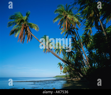 Kapuaiwa Coconut Grove Molokai Hawaii USA Foto Stock