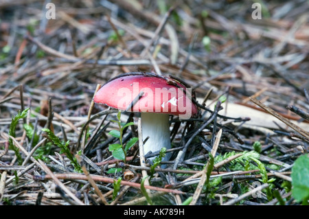 'L'Sickener' (Russula emetica) funghi che crescono in un bosco in Northumberland Foto Stock