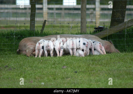 I suinetti di allattamento nel campo Foto Stock