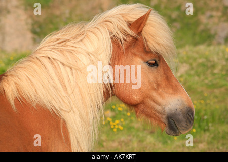 Cavallo islandese; Equus caballus ferus Foto Stock