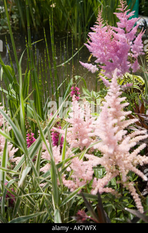 Dettaglio della crescente scuole giardino da Chris Beardshaw a Hampton Court flower show Foto Stock