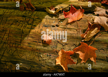 Caduto red Maple Leafs sul ceppo di albero in autunno nel nord Ontario Algonquin Park i colori dell'autunno paradiso attività all'aperto Foto Stock