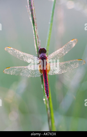 Crocothemis servilia. Ruddy Marsh / Skimmer skimmer scarlatto / Indian dragonfly asciugando fuori nella luce del mattino. India Foto Stock