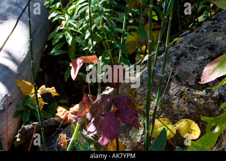 Colore sul pavimento della foresta Foto Stock