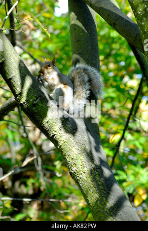 Scoiattolo grigio Sciurus caroliniensis alimentazione alimentazione London Regno Unito Foto Stock