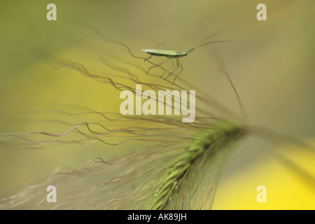 Wild Orzo Orzo di coda di volpe, scoiattolo-coda di erba (Hordeum jubatum), bug al awn di gras Foto Stock