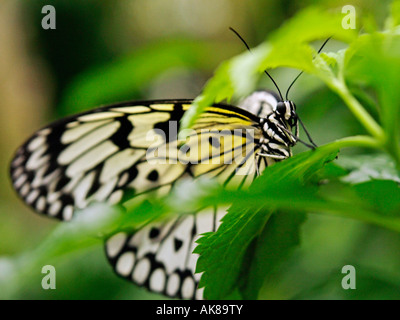 Albero bianco ninfa Idea leuconoe o aquilone di carta o carta di riso farfalle tropicali closeup di alimentazione Foto Stock