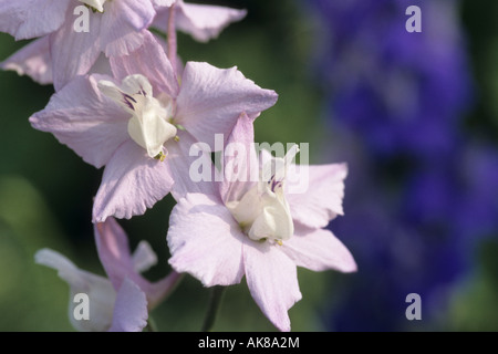 Dubbia Knight's-sperone, Larkspur, annuale (Delphinium Consolida ajacis), fiori Foto Stock