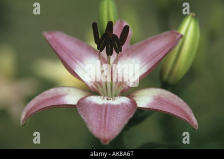 Lily (Lilium spec.), fiore, macro shot Foto Stock