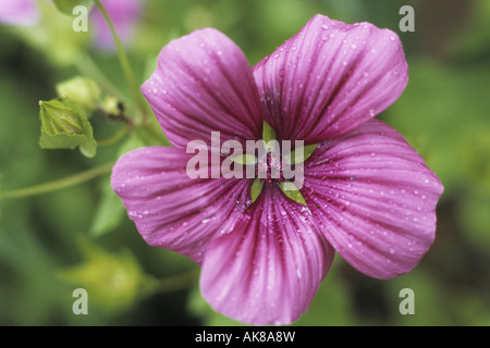Malope annuale (Malope trifida), fiore Foto Stock