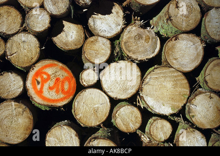 Abete (Picea abies), tagliati giù tronchi, Germania Foto Stock