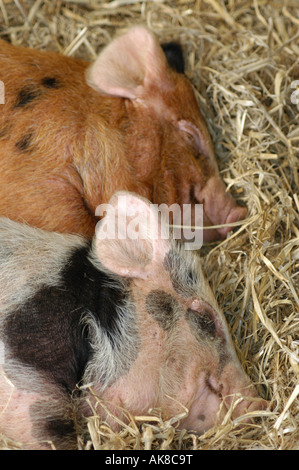 I suinetti addormentato nella paglia Foto Stock