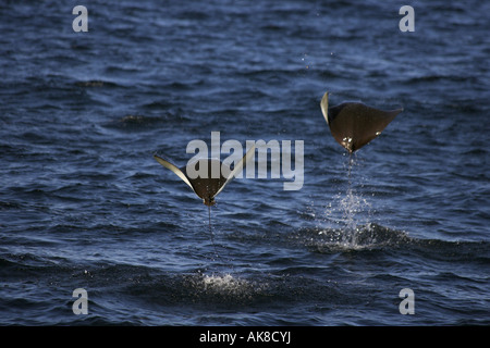 Eagle Ray Mobula spec. salta fuori dell'oceano, Messico, Baja California Foto Stock