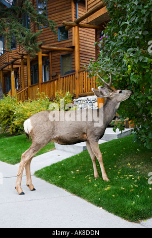 Un maschio adulto Mule Deer navigando su di una siepe in un giardino in Jasper nelle Montagne Rocciose Canadesi Foto Stock