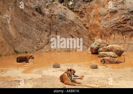 Tiger temple / Kanchanaburi Foto Stock