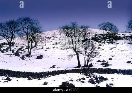 Alberi sulla collina di neve in inverno yorkshire England Regno Unito Foto Stock