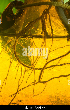 Le radici della pianta il radicamento in acqua Vaso di vetro giallo Foto Stock