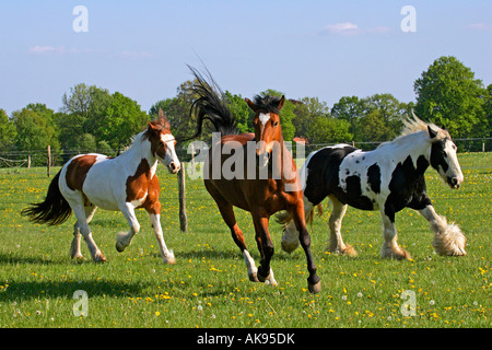 Freiberger Cavallo / Irish Tinker Pony Foto Stock