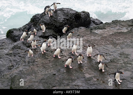 Pinguini saltaroccia tornando dalla pesca e di scomposizione sulle rocce di ritornare alle loro rookery Foto Stock