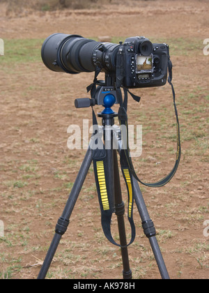 Wildlife Photographer 's strumento mano teleobiettivo con un teleobiettivo telephotolens tele fotocamera reflex treppiede il monitor mostra la Giraffa Foto Stock